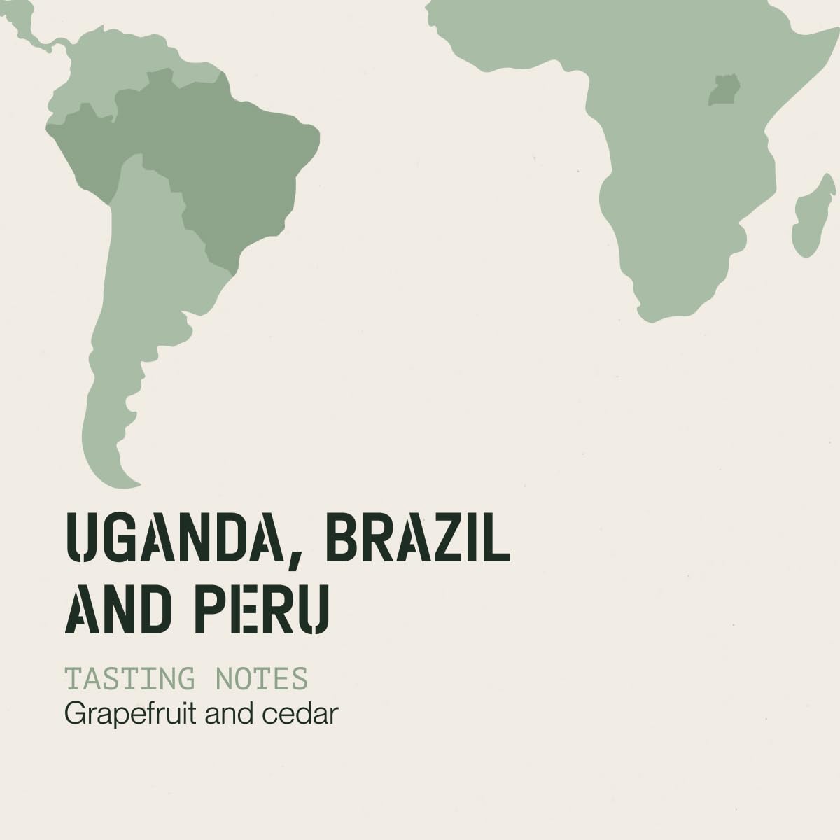 Incapto Medium Roast Jungle Blend Whole Bean Coffee 500g | Natural Rich Aroma and Flavor | Blend of Origins – Guatemala, Brazil, and Peru | 100% Arabica | Specialty Coffee 80 SCA Points