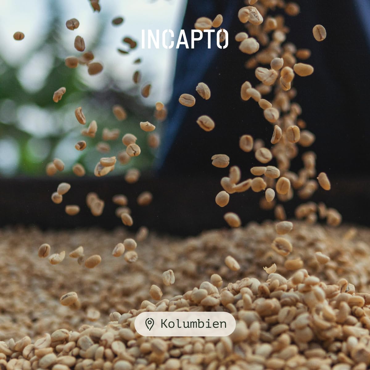 Incapto Medium Roast Jungle Blend Whole Bean Coffee 500g | Natural Rich Aroma and Flavor | Blend of Origins – Guatemala, Brazil, and Peru | 100% Arabica | Specialty Coffee 80 SCA Points