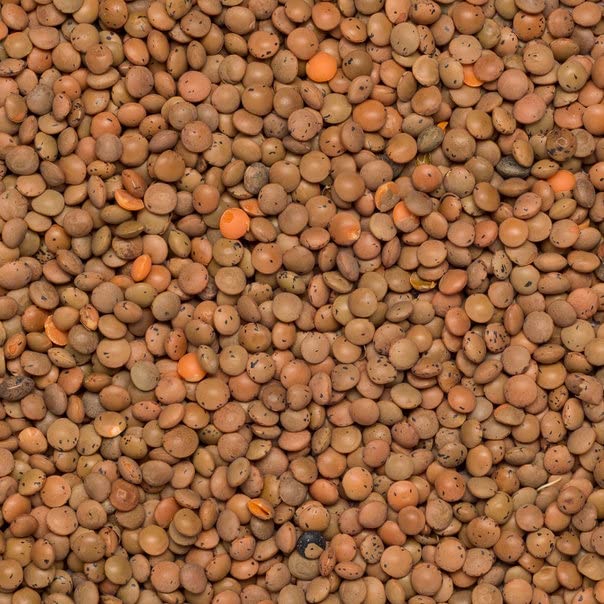 Wholefood Earth Organic Brown Lentils 2kg GMO Free | Vegan | High Fibre | High Protein | Certified Organic