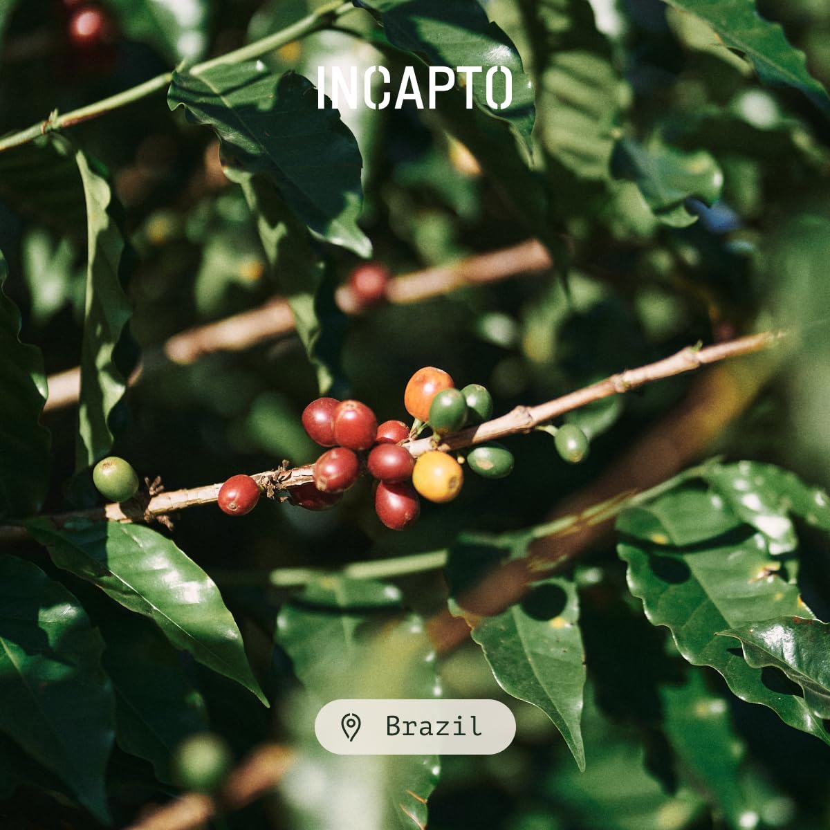 Incapto Medium Roast Jungle Blend Whole Bean Coffee 500g | Natural Rich Aroma and Flavor | Blend of Origins – Guatemala, Brazil, and Peru | 100% Arabica | Specialty Coffee 80 SCA Points