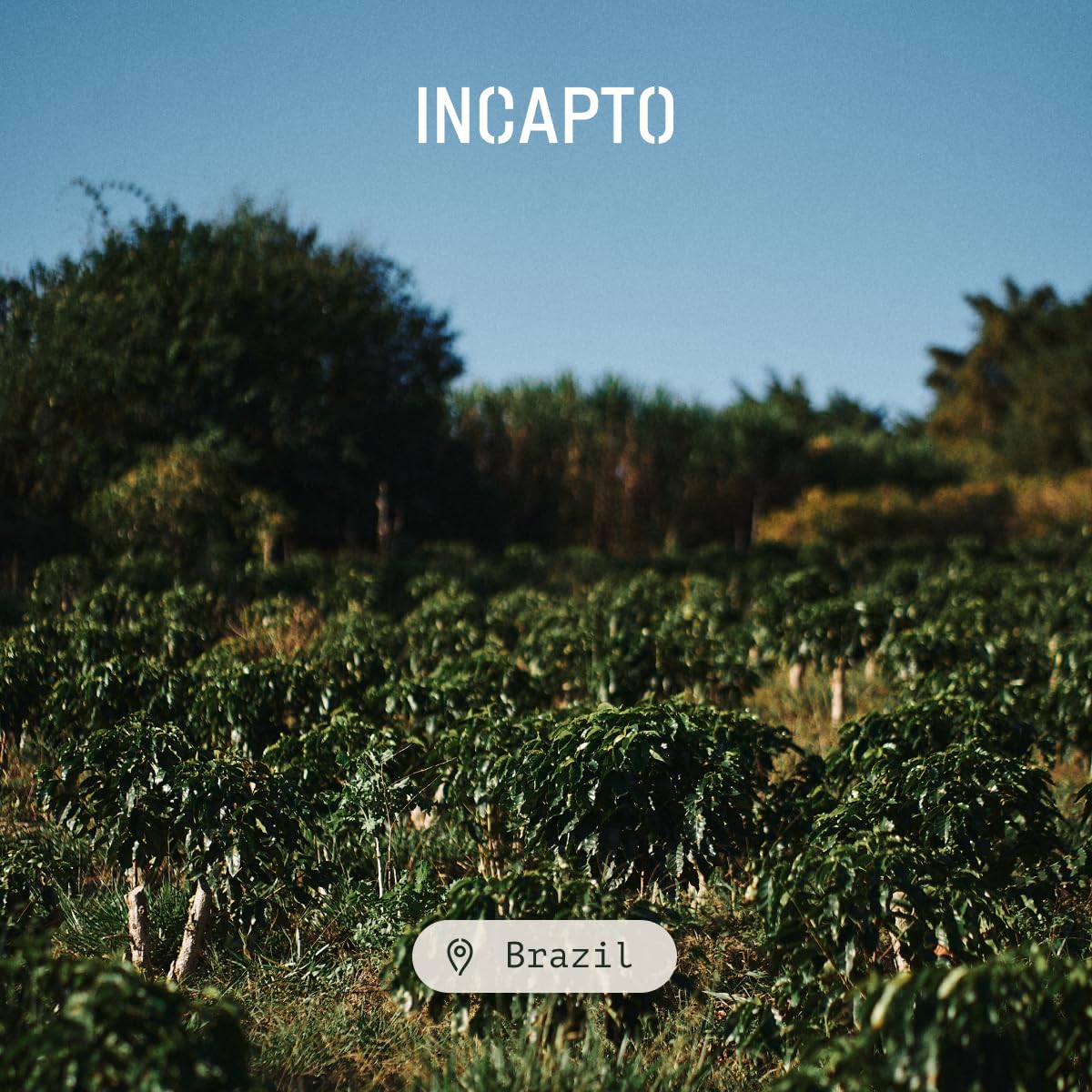 Incapto Medium Roast Jungle Blend Whole Bean Coffee 500g | Natural Rich Aroma and Flavor | Blend of Origins – Guatemala, Brazil, and Peru | 100% Arabica | Specialty Coffee 80 SCA Points