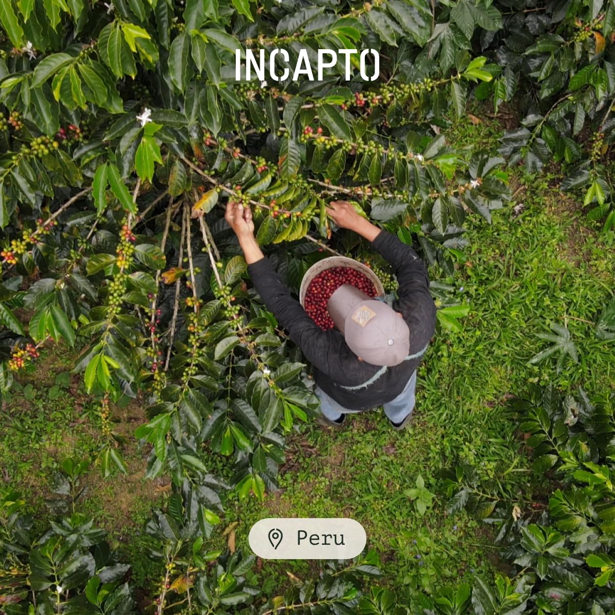 Incapto Medium Roast Jungle Blend Whole Bean Coffee 500g | Natural Rich Aroma and Flavor | Blend of Origins – Guatemala, Brazil, and Peru | 100% Arabica | Specialty Coffee 80 SCA Points