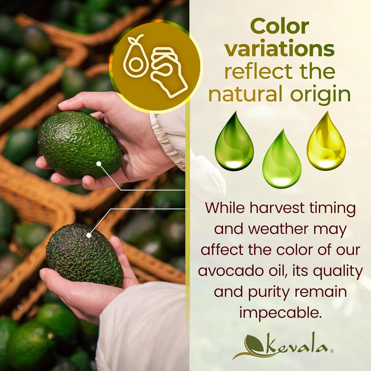 Kevala Avocado Oil – Cold Pressed | Non‑GMO Project Verified & Kosher | Multipurpose for High Smoke Point Cooking, Roasting, Sautéing & Skin Moisturizing – Ideal Kitchen Staple – 128 Fl Oz (Pack of 1)