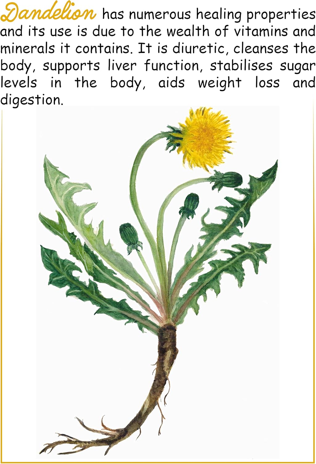 Organic Coffee Root Dandelion - Taraxacum Officinale - Caffeine Free - Detox - 200g - Dary Natury